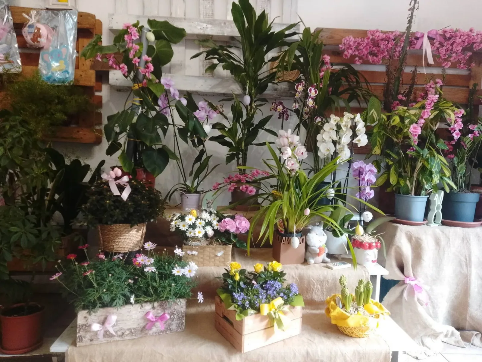 Il lato piante del negozio: orchidee bianche e lilla, verdi da interno, primule e cestini fioriti disposti sui tavoli e sugli scaffali in legno